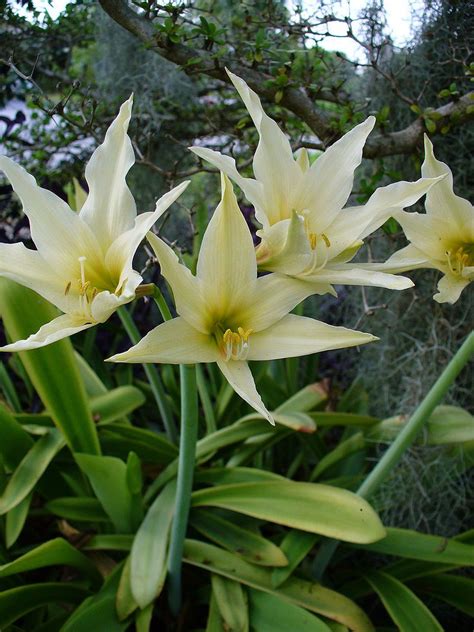 Maybe you would like to learn more about one of these? Hippeastrum - Single-petaled Hippeastrum evansiae ...