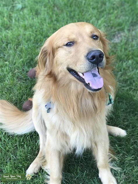 Purebred Golden Retriever Stud Dog In Wisconsin The United States