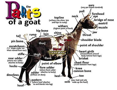 Goat Legs Anatomy
