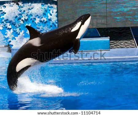 How tall does an orca jump out of the water? Color Dslr Picture Of A Killer Whale Jumping Out Of A Pool ...