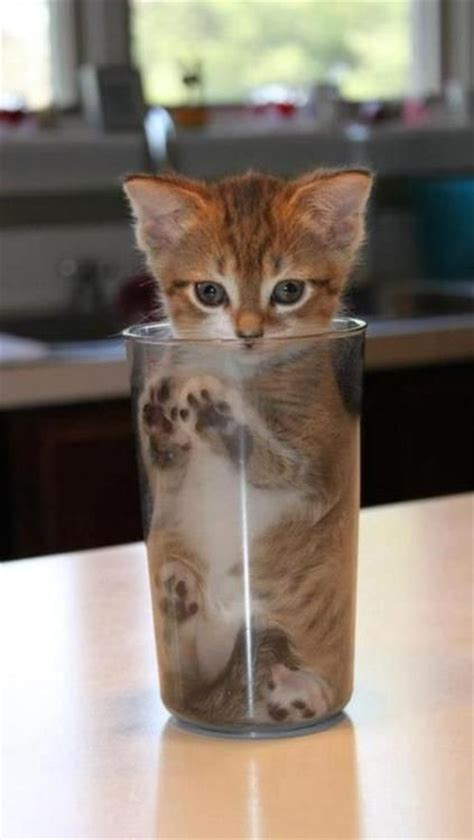 31 Best Cats In Cups Images On Pinterest Kitty Cats Adorable Animals