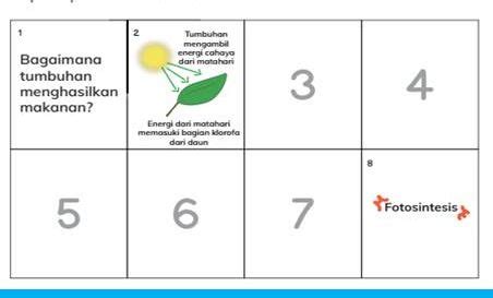 Kunci Jawaban IPAS Kelas Halaman Ilustrasi Tahapan Proses Fotosintesis Pada Daun Bab