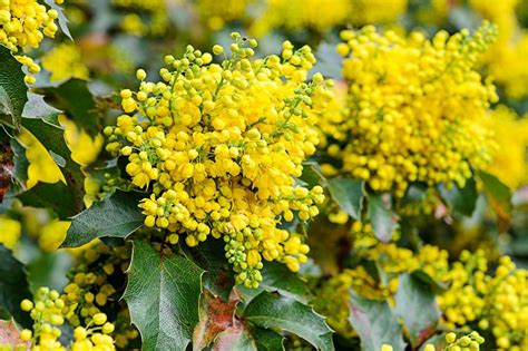 How To Grow And Care For Mahonia Milliths Garden