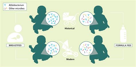 Infographic The Changing Infant Gut Microbiome The Scientist Magazine®