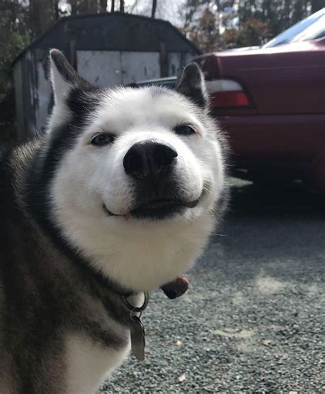 30 Hilarious Photos That Prove Huskies Are The Weirdest Dogs Ever