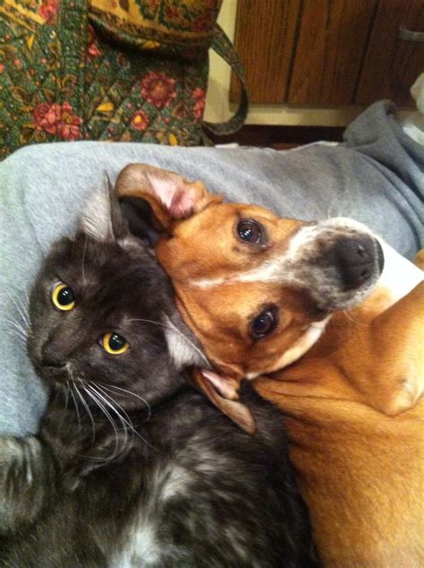 40 Dogs And Cats Who Just Love To Cuddle