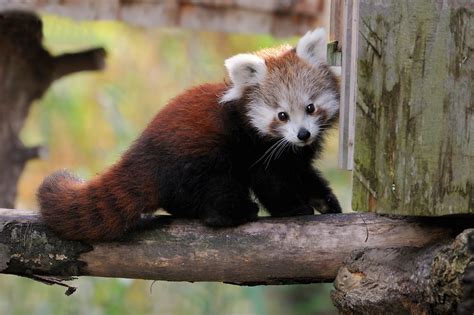 Tapeta Na Monitor Zvířata červená Panda čenich Oči Nos Uši