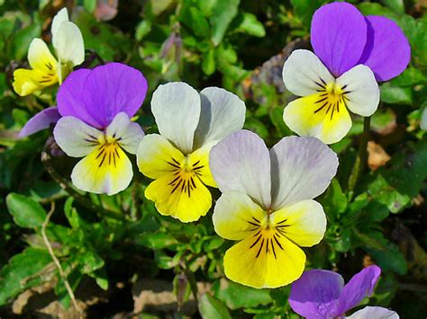 Viola Tricolor Heartsease World Of Flowering Plants