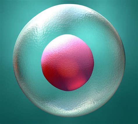 Embryoglue Manchester Fertility