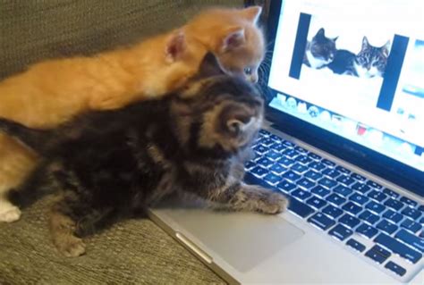 These Curious Kittens Are Enthralled By Computer Cats Video Cat 2