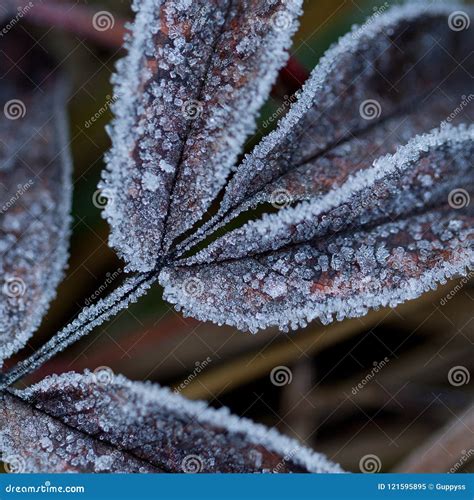 Leaf And Frost In The Autumn Park Or In The Forest Stock Image Image