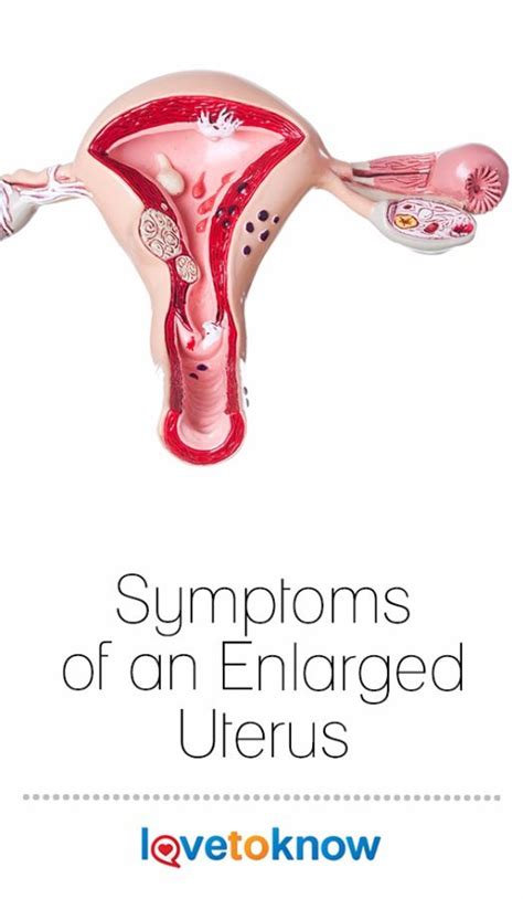 The Symptoms Of An Enlarged Uterus Vary According To The Cause Of The