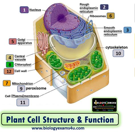 Plant Cell Structure And Function Of Organelles Plant Cell Structure