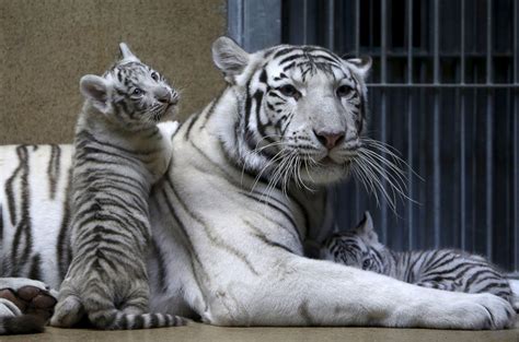 White Tiger Rests With Its Baby Cubs Picture Cutest Baby Animals From