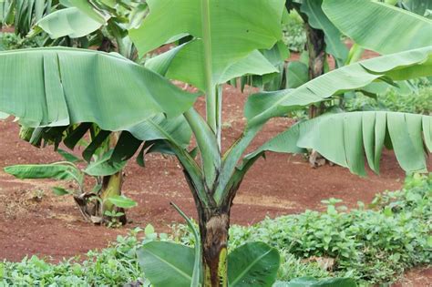 Cara Pengendalian Hama Dan Penyakit Tanaman Pisang Kampus Tani