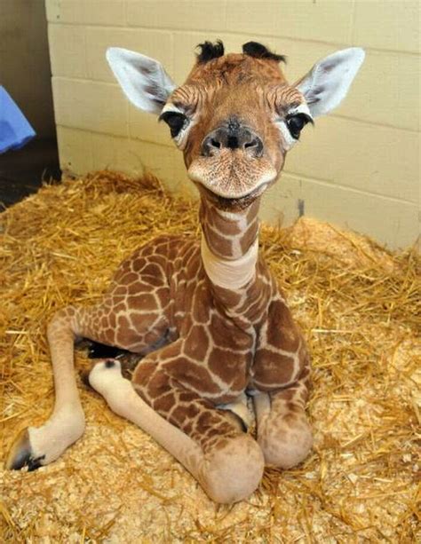 Baby Giraffe Aww