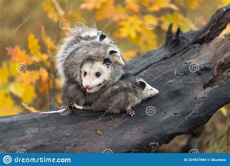 Virginia Opossum Didelphis Virginiana Adult Wrangles Joeys On Log
