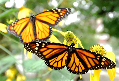 Share your experience and become verified! PHOTOS: Trina Paulus releases monarch butterflies | Montclair Local News
