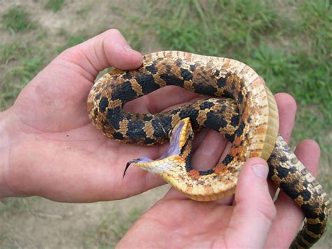 Eastern Hog Nosed Snake Halloween Color Phase Heterodon Flickr