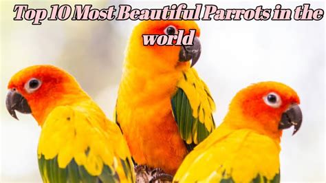 Top 10 Most Beautiful Parrots In The World Youtube