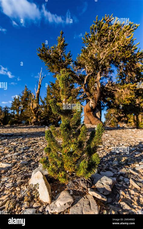 Young Bristlecone Pine Pinus Longaeva Protected In Ancient