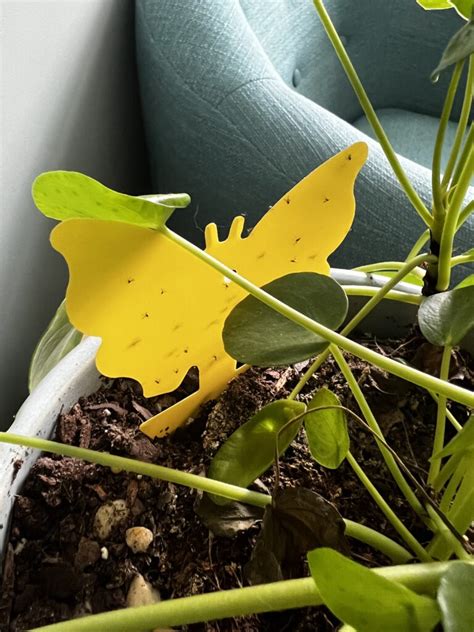 How To Use Yellow Sticky Traps For Fungus Gnats Keep Your Plants Alive