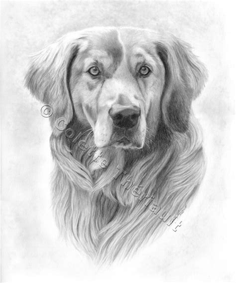 Golden Retriever Drawing Pet Portraits Painting Custom