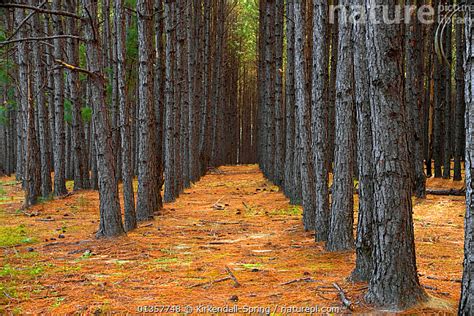Stock Photo Of Rows Of Pine Trees In Pine Forest Plantation Along