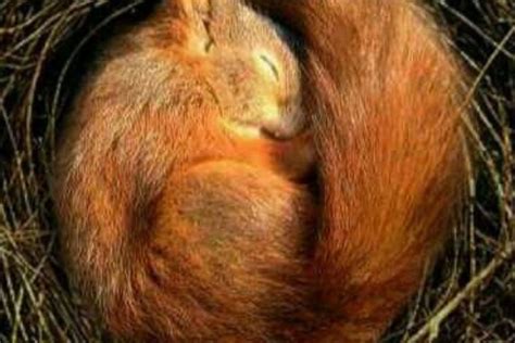 How And Where Do Squirrels Sleep Squirrel Sleeping Habits
