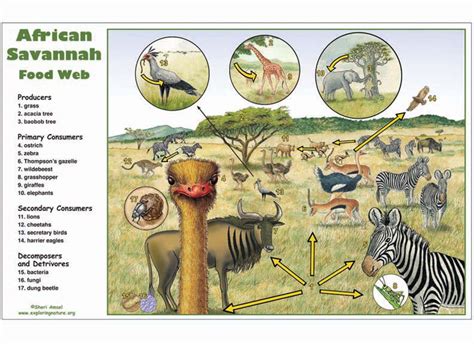 Historic Savanna Grassland Food Web