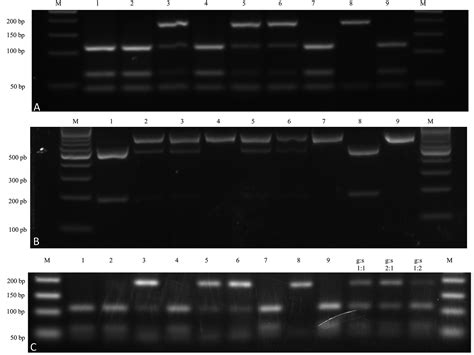 Scielo Brasil Molecular Tools Confirm Natural Leishmania Viannia Guyanensis L V