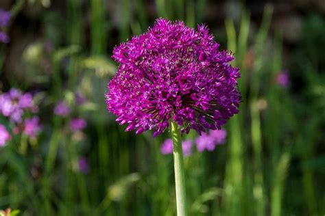 Ail D Ornement Conseils D Entretien Pour Une Belle Floraison