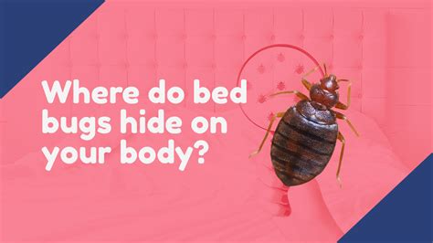 Where Do Bed Bugs Hide On Your Body Texas Bed Bug Experts