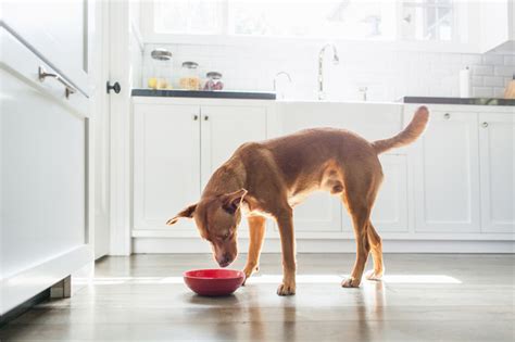 How do i switch my puppy to new food? Feeding An Adult Dog - DogTime
