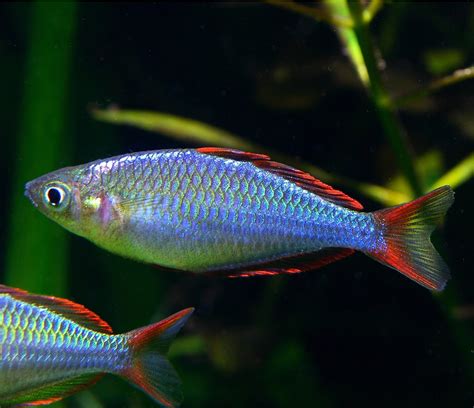Neon Dwarf Rainbow Fish World Wide Fish And Pets