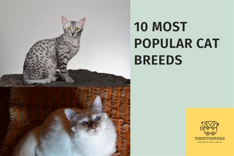 10 Most Popular Cat Breeds The Pets Sphere