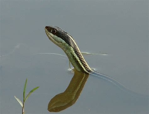 On White Culebra De Agua Serpiente Mexicana Mexican Ribbon Snake
