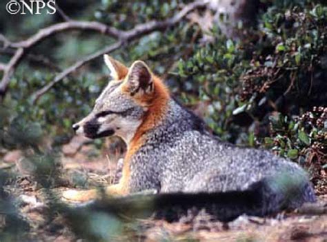 Tennessee Watchable Wildlife Gray Fox Hunted