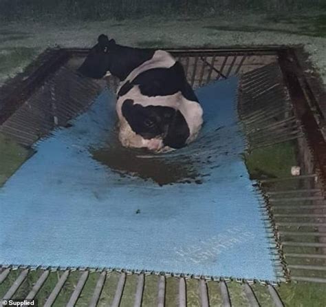 Get A Mooooove On Farmer Wakes Up To Find A Cow Stuck On Her Backyard