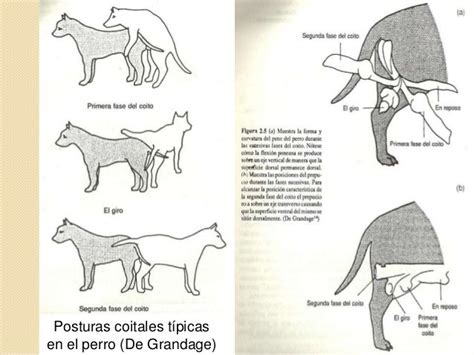 Fisiologia Reproductor Macho