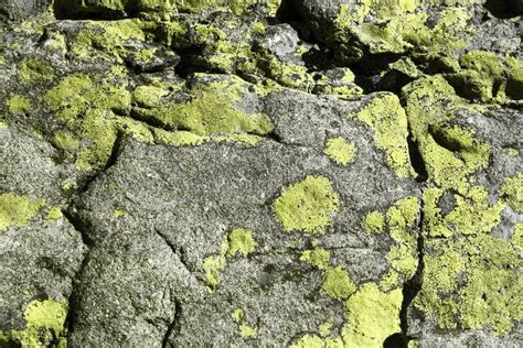 Yellow Old Shabby Mossy Boulder Texture Wonderful Abstract Photo