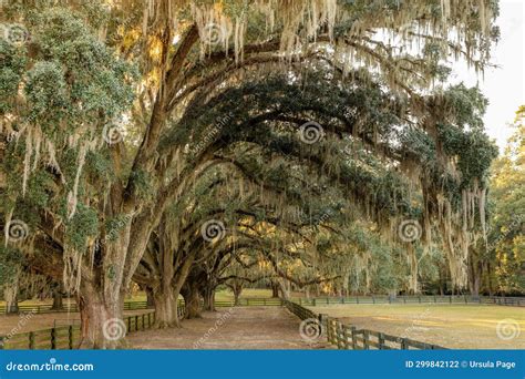 A Row Of Large Oak Trees With Dripping Southern Moss Behind A Set Of