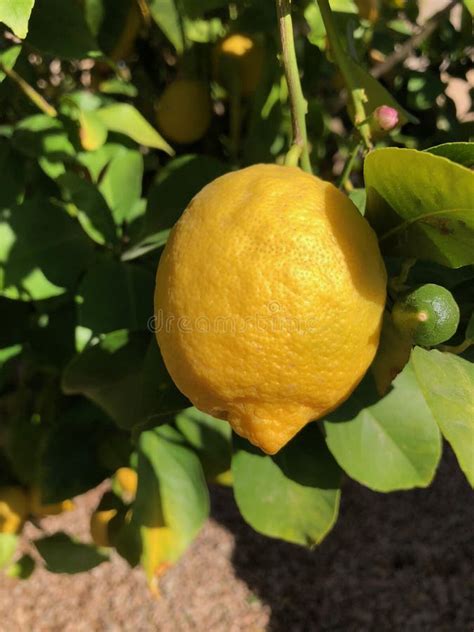 Lemons On A Tree In Arizona Stock Photo Image Of Fruit Details