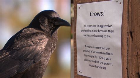 Aerial Attack Dive Bombing Crows Terrorize Downtown Victoria Ctv News
