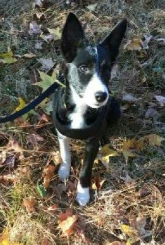 Get advice from breed experts and make a safe choice. Border Collie puppy dog for sale in Dry Branch, Georgia