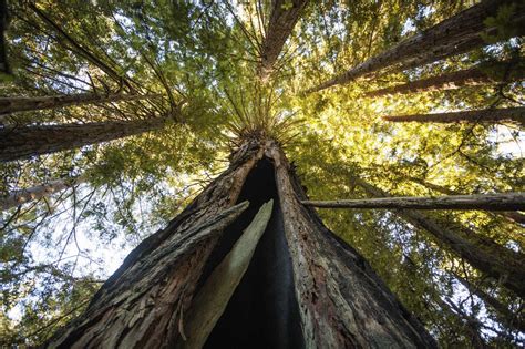 Northern California Redwood Forest Could Be Rescued From Timber
