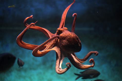 Animal Octopus Hd Wallpaper