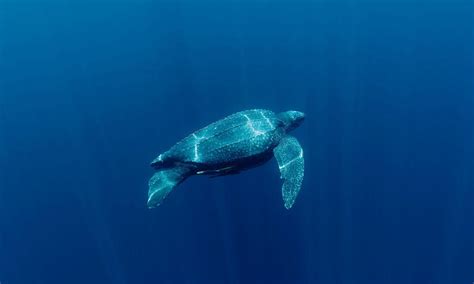 Leatherback Turtle Sea Turtles Species Wwf