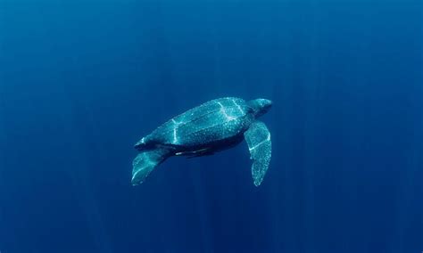 Leatherback Turtle Sea Turtles Species WWF