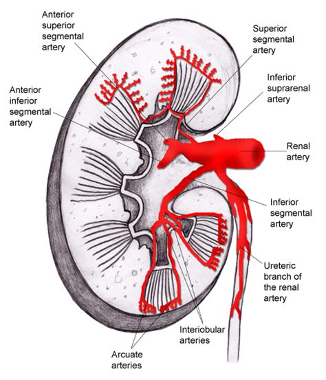 Kdney Anatomy Blogger Uni Doctors